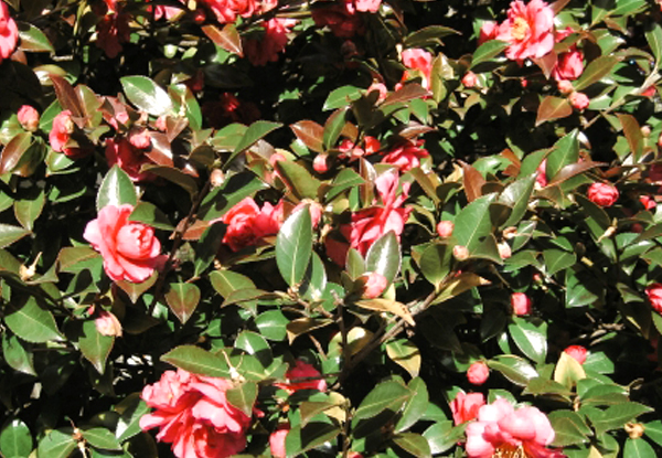 冬に葉が赤くなったサザンカの生垣