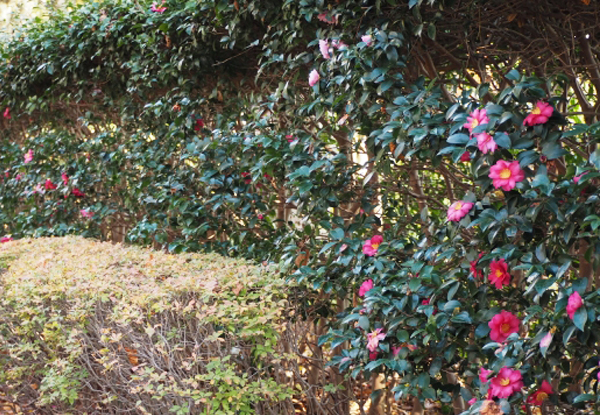 サザンカの生垣の植栽スペース