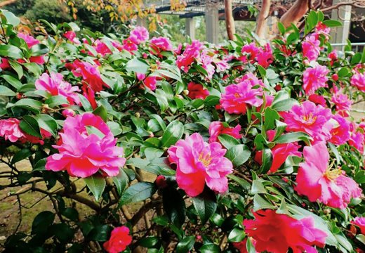 サザンカの生垣(山崎造園・兵庫県宍粟市)