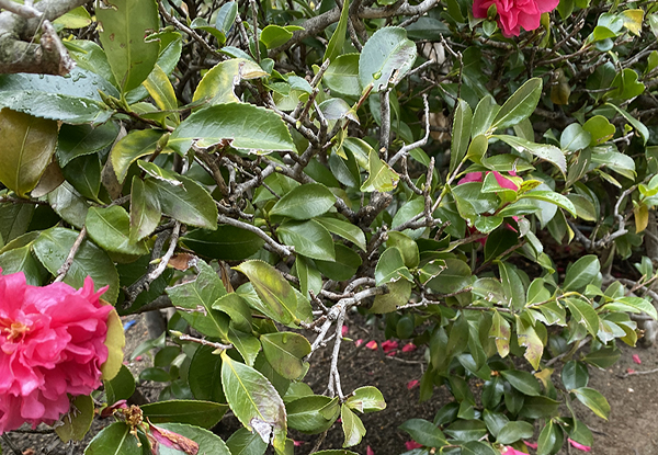 サザンカの生垣(山崎造園・兵庫県宍粟市)