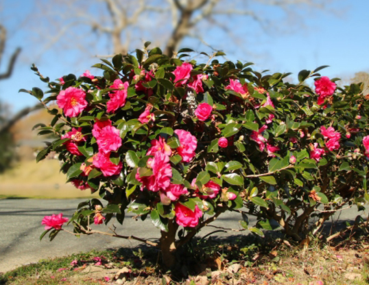 公園に植栽されたサザンカ