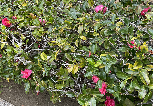 サザンカの生垣(山崎造園・兵庫県宍粟市)