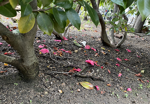 サザンカの生垣の剪定・手入れ