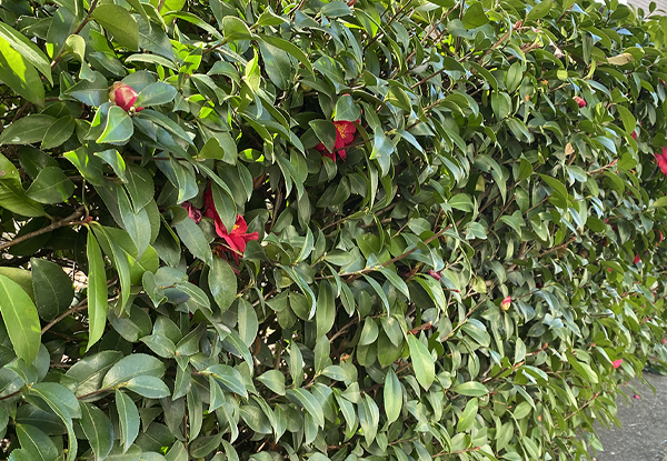 サザンカの生垣の植栽・剪定・手入れ・維持管理(山崎造園:兵庫県宍粟市)