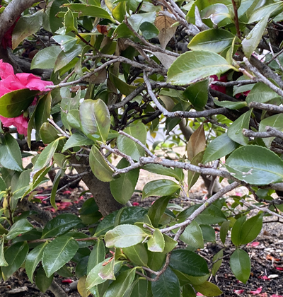 枝が伸びたサザンカの生垣