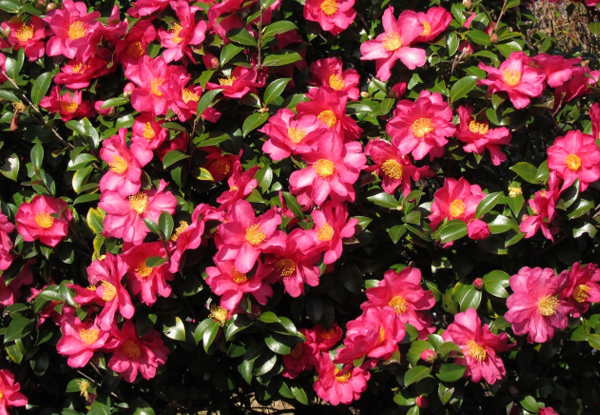 サザンカの生垣の植栽・剪定・手入れ・維持管理(山崎造園:兵庫県宍粟市)