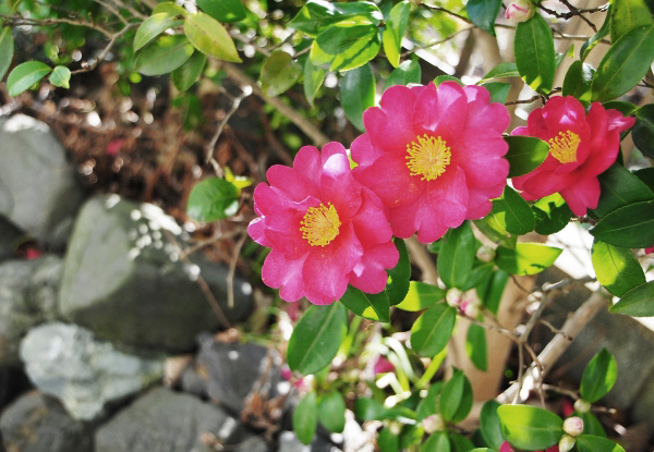 サザンカの植栽・手入れ(山崎造園・兵庫県宍粟市)