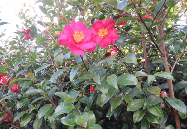 サザンカの性質・特徴・サザンカ系