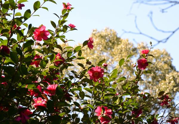 サザンカの生垣(山崎造園・兵庫県宍粟市)