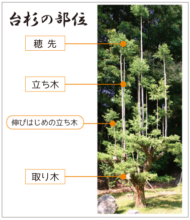 台杉の部位・台杉の剪定