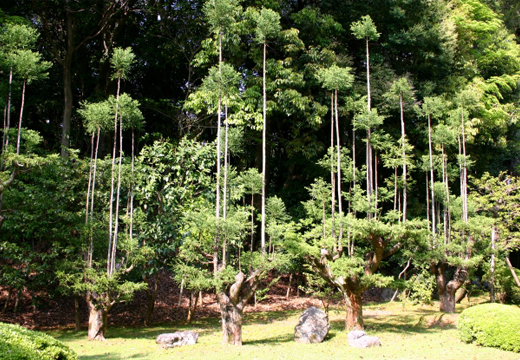 台杉の植栽・剪定(山崎造園・兵庫県宍粟市)