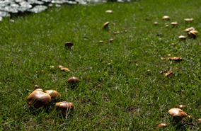 芝にキノコが発生!?(予防と対策)