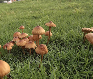 公園や草原、芝生に生えるキノコ