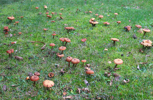 草原や芝生、一夜にしてキノコがして生えた?!庭に生えたキノコの駆除