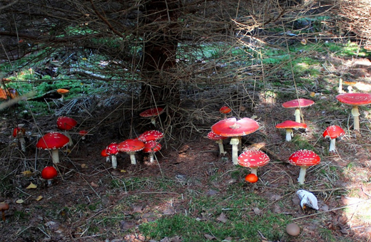 庭に生えたキノコ(ベニテングタケ(紅天狗茸)は毒キノコ