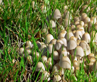 芝に生えるキノコは、芝の刈りカスが原は?!(キノコの駆除)