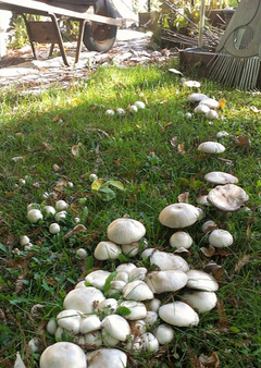 芝がリング状に枯れる「フェアリーリング病」