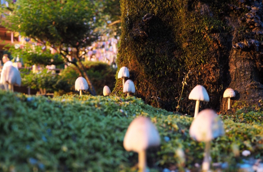 芝生に生えたキノコの駆除
