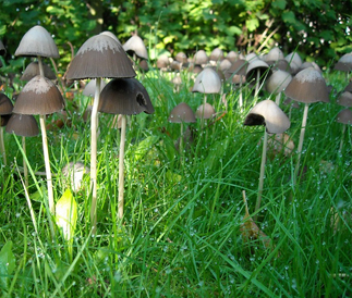 たった一日で一晩で庭中がキノコだらけ(庭の手入れ・山崎造園)