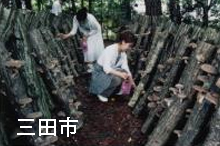 宍粟市・彼岸花(曼珠沙華) しい茸ランドかさや