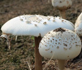 うろこ状の薄皮「オオシロカラカサタケ」は毒キノコ