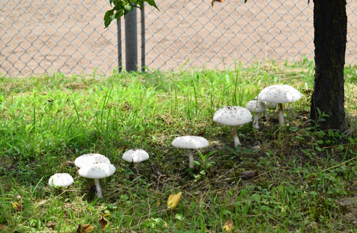 木の根元草地や芝生・庭にも生える白いキノコ(毒キノコ)オオシロカラカサタケ(大白唐傘茸)
