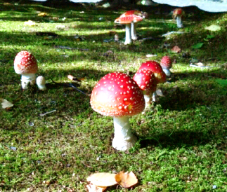 ベニテングタケ(紅天狗茸)が生えた庭