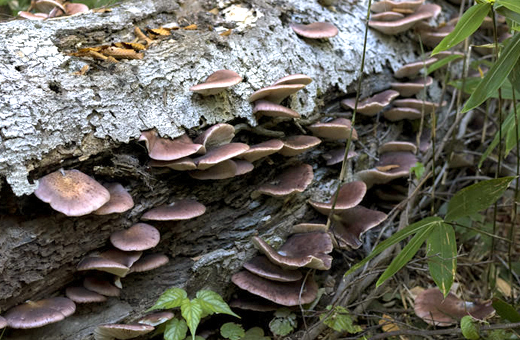 キヨタケ(月夜茸)」は日本特産の毒キノコ