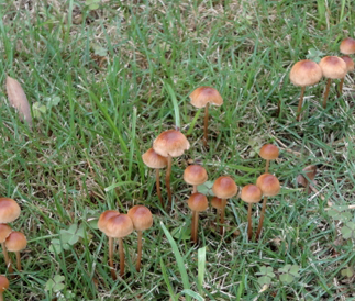 シバフタケがリング状に現れる時はフェアリーリング病