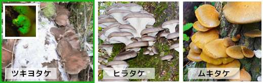毒きのこのツキヨタケ(月夜茸)と食用のムキタケとヒラタケの特徴・違い・見分け方