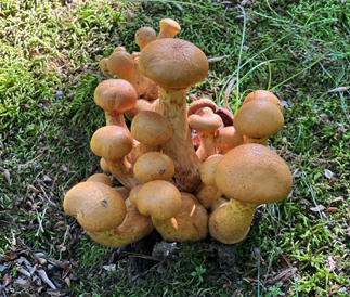 大きな株状となって発生する「オオワライタケ」は毒キノコ