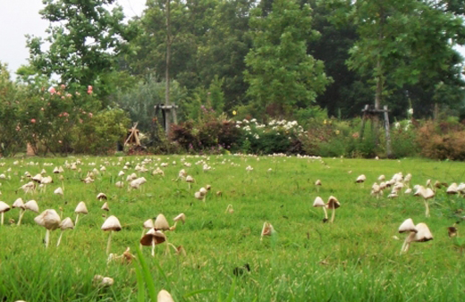 キノコが大発生した芝