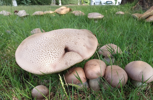 猛暑に台風で高温多湿、じめじめした庭