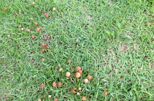 エアレーションと芝のサッチングでキノコ予防