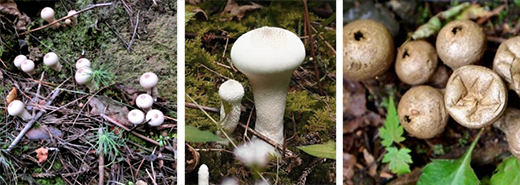 中央の穴(頂孔)から煙のように胞子を出すホコリタケ