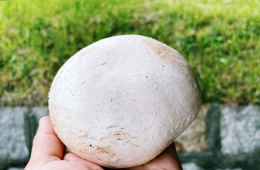 白いボールのようなキノコ巨大化するオニフスベ(鬼燻)