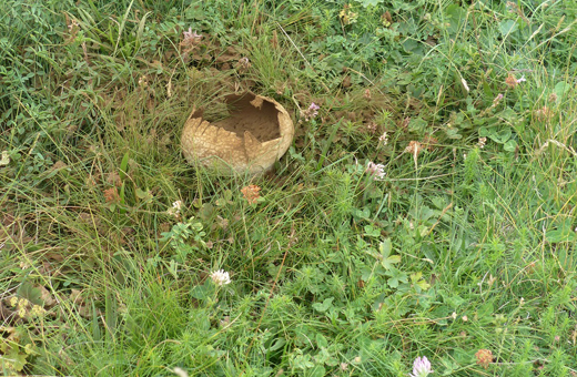 胞子を飛び散らすオニフスベ(鬼燻)