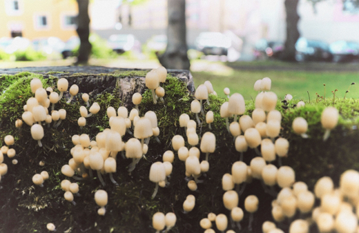 土に多量のキノコが発生