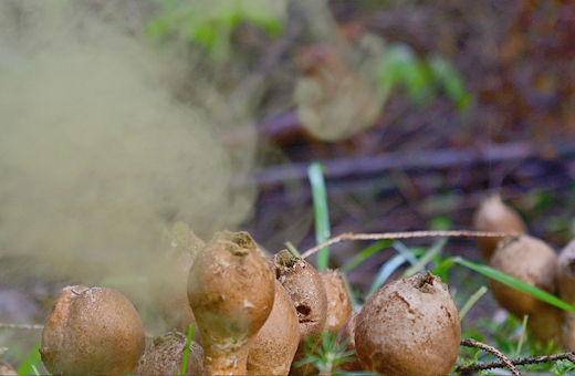 胞子を吹き出すホコリタケ(ほこり茸)