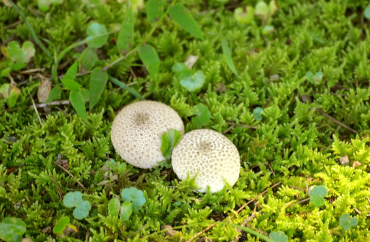 頂部の穴(頂孔)から胞子を吹き出す「ホコリタケ(ほこり茸)」