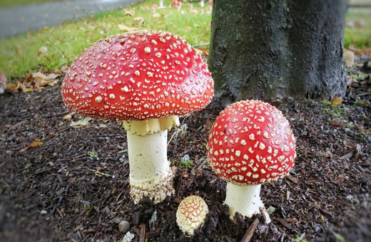 絵本にも使われるキャラクター 「ベニテングタケ」は毒キノコ