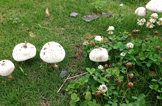 庭に生えたオオシロカラカサタケ(大白唐傘茸)