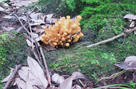 大笑いという名のキノコ「オオワライタケ」は毒キノコ