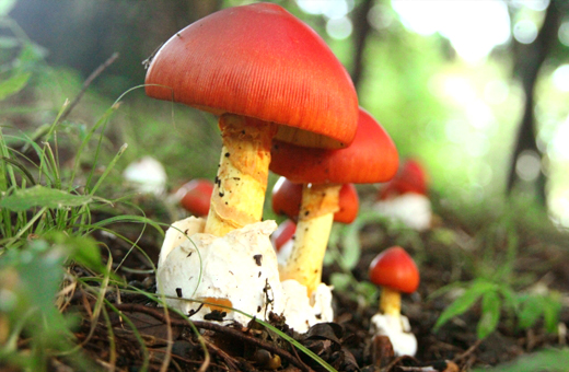 庭に生えたキノコ(ベニテングタケ(紅天狗茸)は毒キノコ