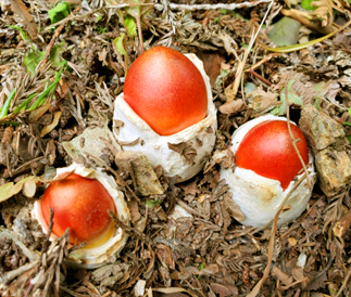 ベニテングタケ(紅天狗茸)が生えた庭