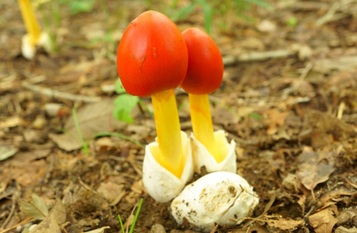 タマゴ型のツボが特徴のタマゴタケ(卵茸)