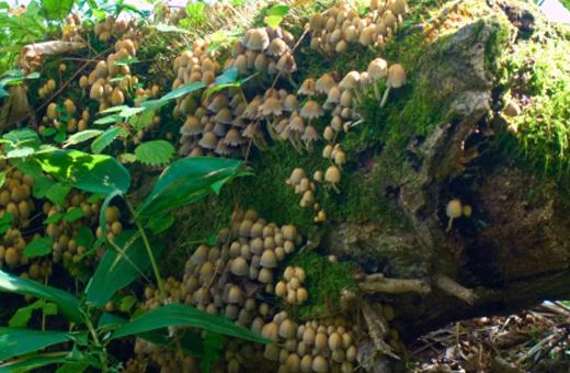 やがて黒く液化するキララタケ(雲母茸)は毒キノコ