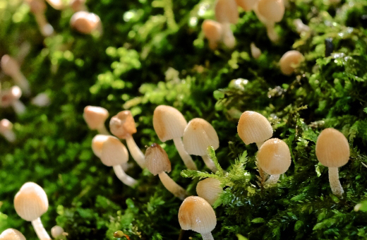 キラキラと光っているキララタケ(雲母茸)は毒キノコ