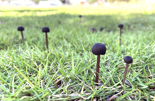 芝生や庭に生えた黒いキノコ(黒く見える)「「コキイロウラベニタケ(濃色裏紅茸)」