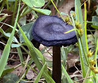 庭や芝生に生える黒く見える「コキイロウラベニタケ(濃色裏紅茸)」
